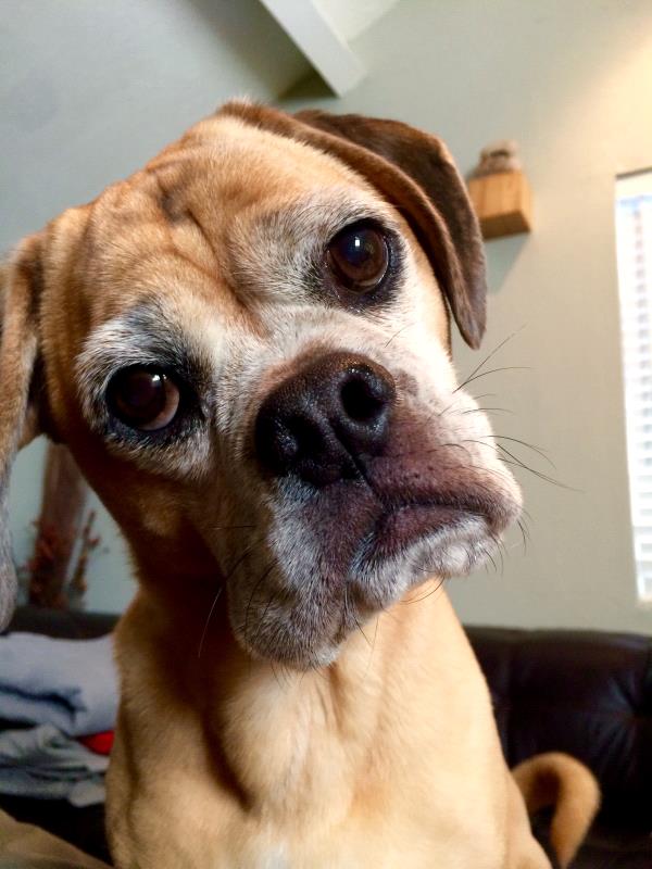 /Images/uploads/Humane Society of Utah/HSUCalendar/entries/1201thumb.jpg